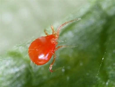 Mites